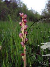 Стевениелла сатировидная 003